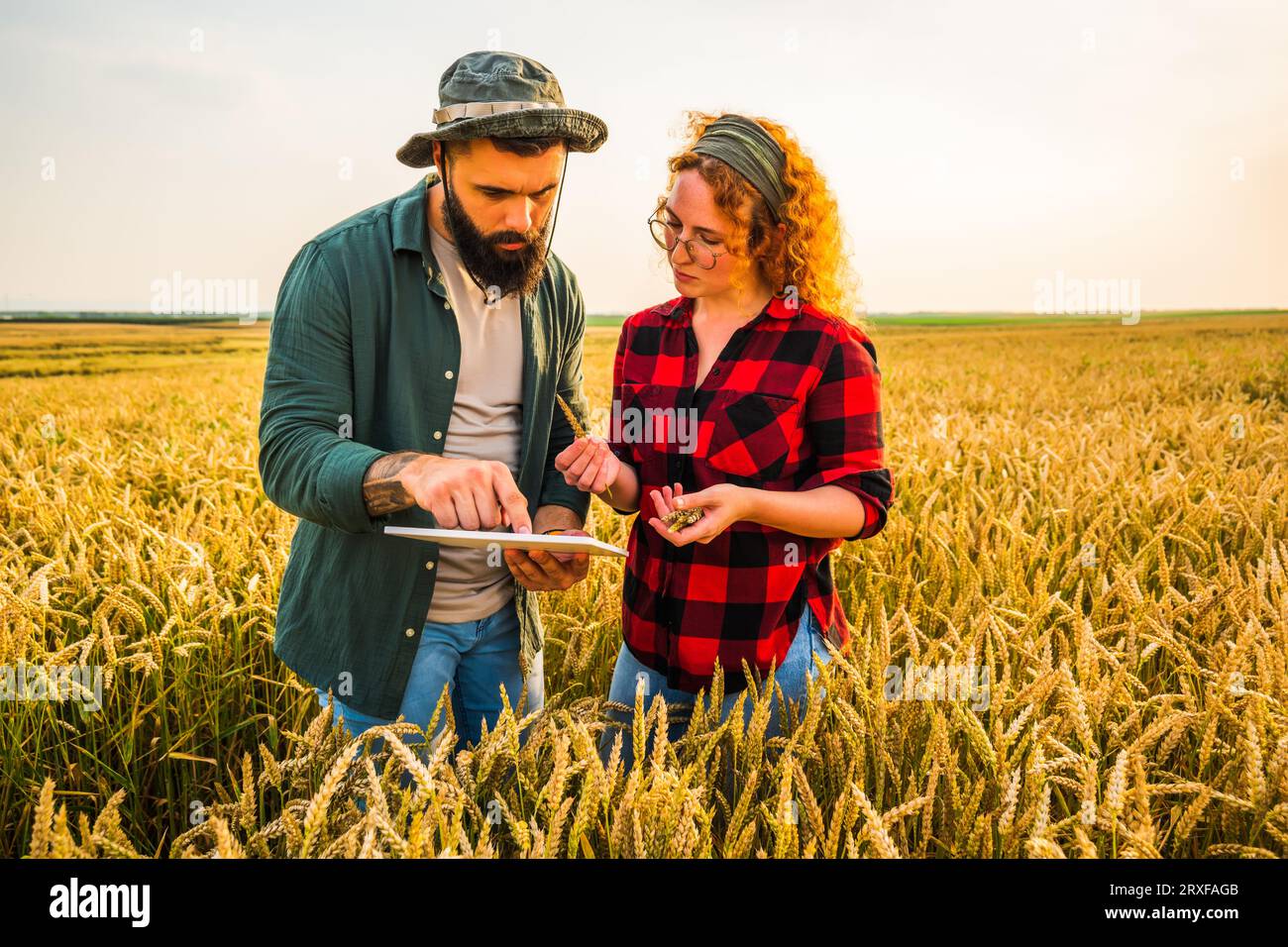 Occupazione agricola familiare. L'uomo e la donna coltivano il grano. Stanno esaminando i progressi delle piante. Foto Stock