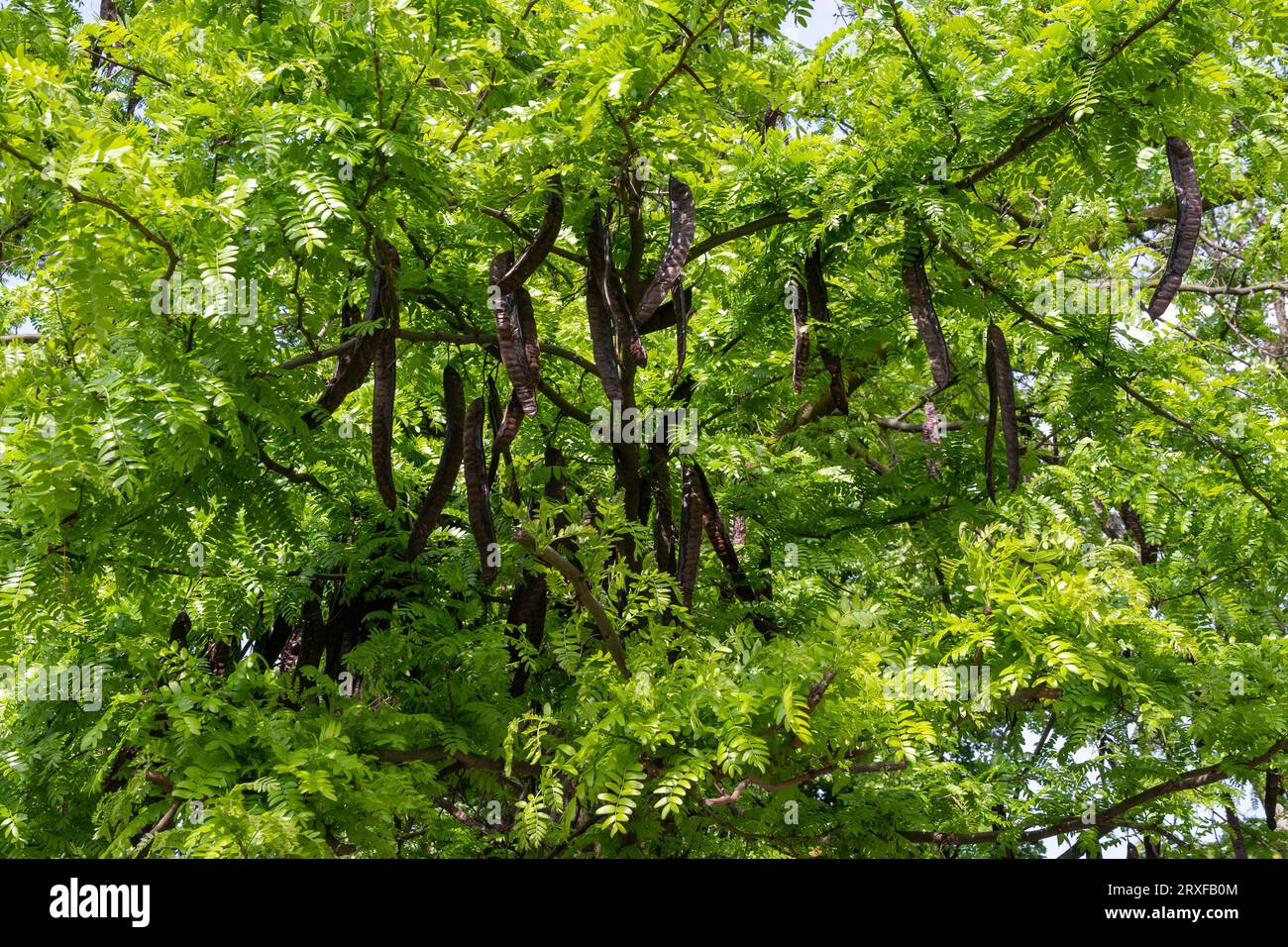Particolare di un carrubo (Ceratonia siliqua), un albero sempreverde o arbusto della famiglia di legumi Fabaceae, con frutti in primavera, Italia Foto Stock