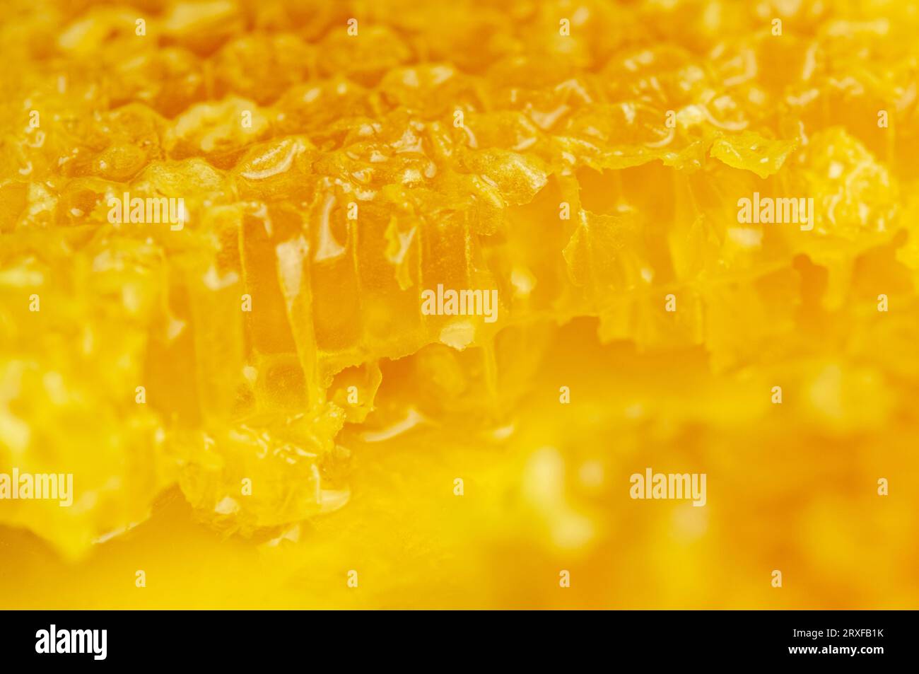 Primo piano del miele. Miele dolce ambrato a nido d'ape. Il miele trasparente scorre lungo il favo. Fetta a nido d'ape. Foto Stock