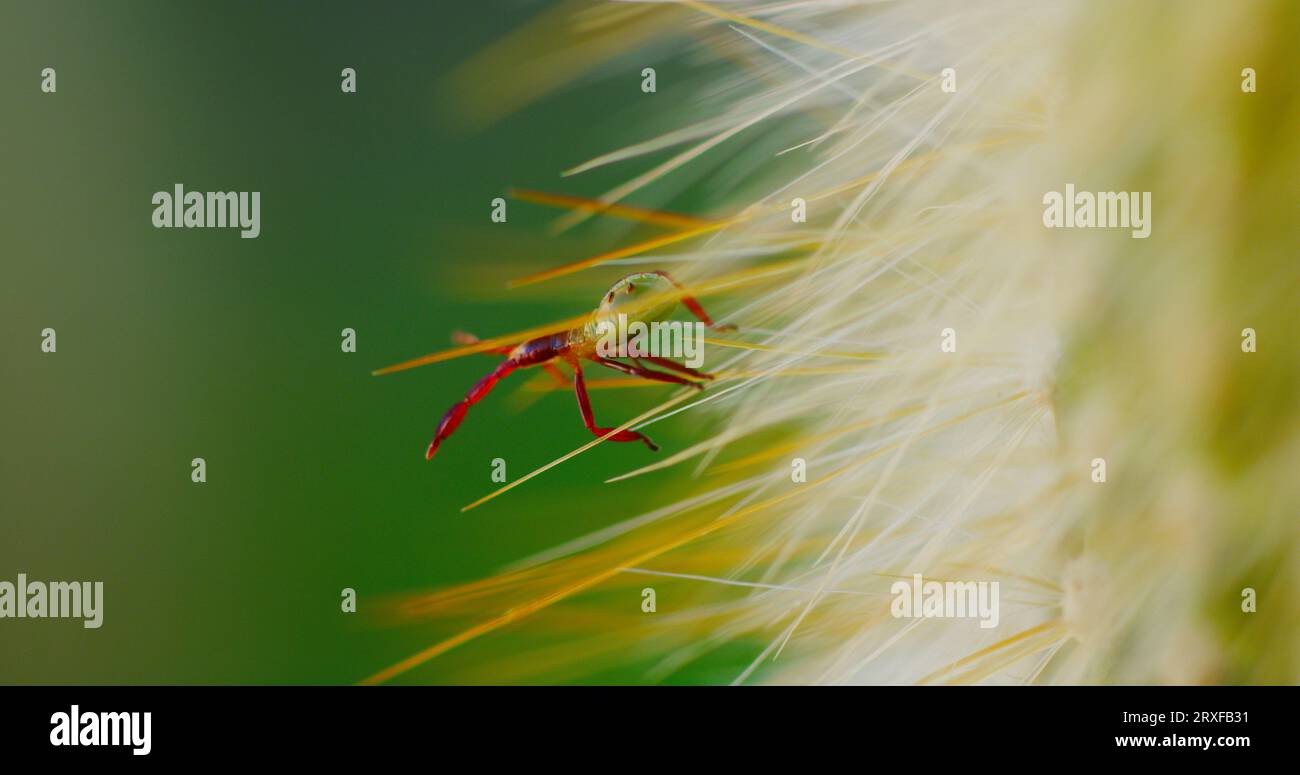 Un cimice di Cactus dalle zampe di foglie, la ninfa di Cactus Coreid, si snoda sulle spine di un cactus colonnare di una torcia d'argento. Foto Stock