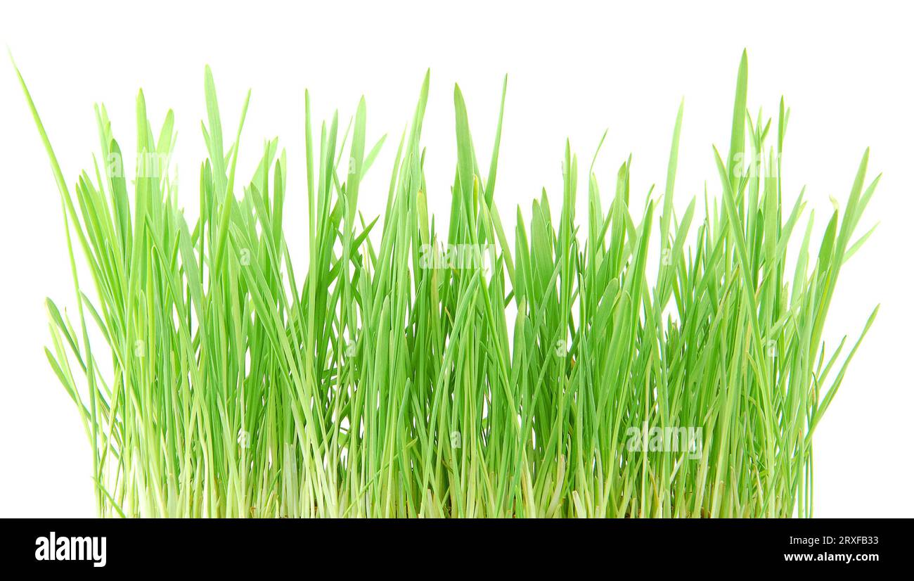 Erba verde isolata su sfondo bianco. Foto Stock