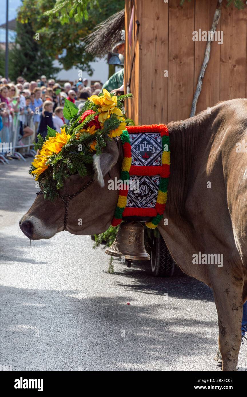 Sfilano mucche decorate alla festa Almabtrieb in alto Adige Foto Stock