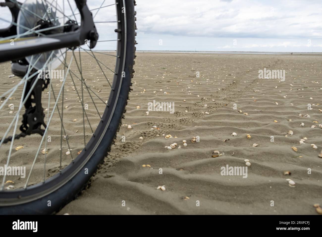 Uno pneumatico per bicicletta sdraiato su una spiaggia sabbiosa cosparsa di conchiglie, che trasmette l'idea di avventure in bicicletta in condizioni meteorologiche avverse Foto Stock