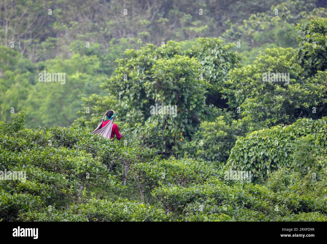 Lavoratrice del tè che raccoglie foglie di tè dalla piantagione di tè. Questa foto è stata scattata da Chittagong, Bangladesh. Foto Stock