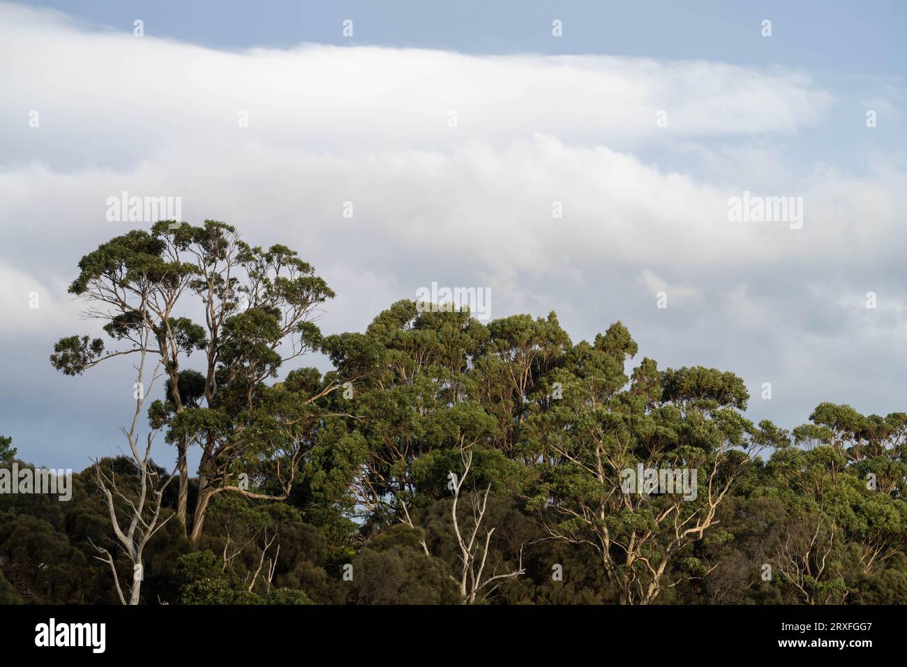 rami di gomme rosse in australia Foto Stock