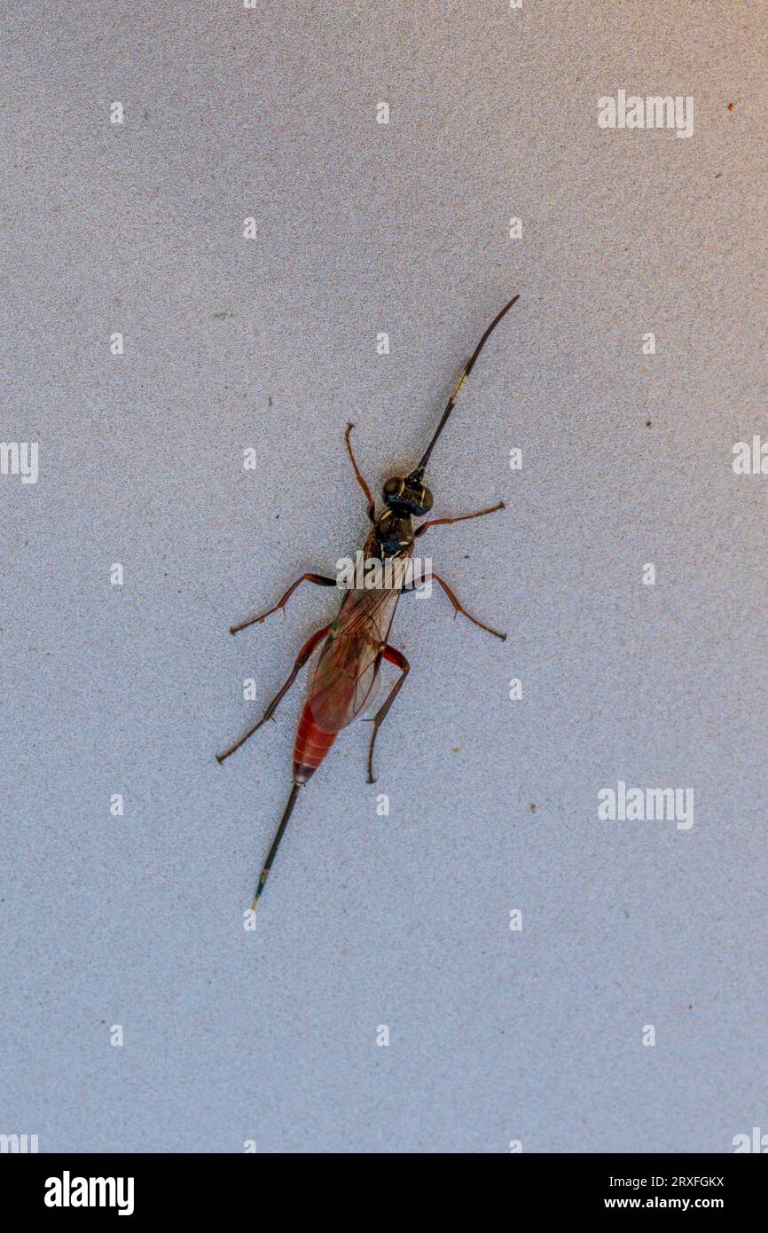 Mesostenus, Ichneumonid Wasp con spazio di copia e sfondo naturale in modalità verticale Foto Stock