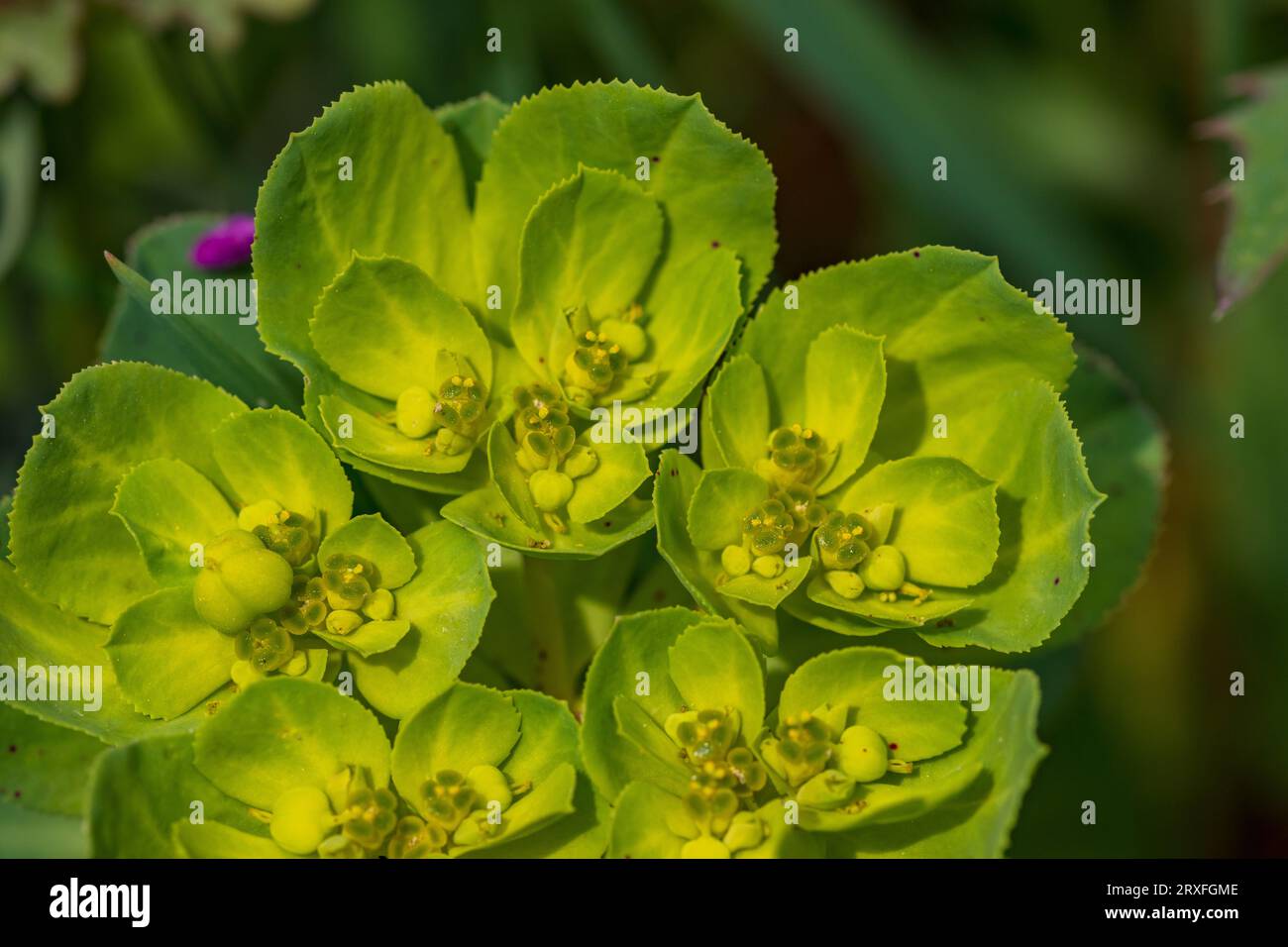 Euphorbia helioscopia, Sun spurge Foto Stock