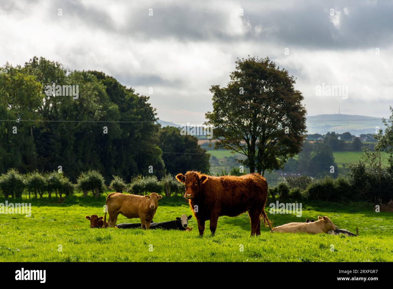 Bestiame in un campo agricolo vicino a Doagh, contea di Antrim, Irlanda del Nord. Foto Stock