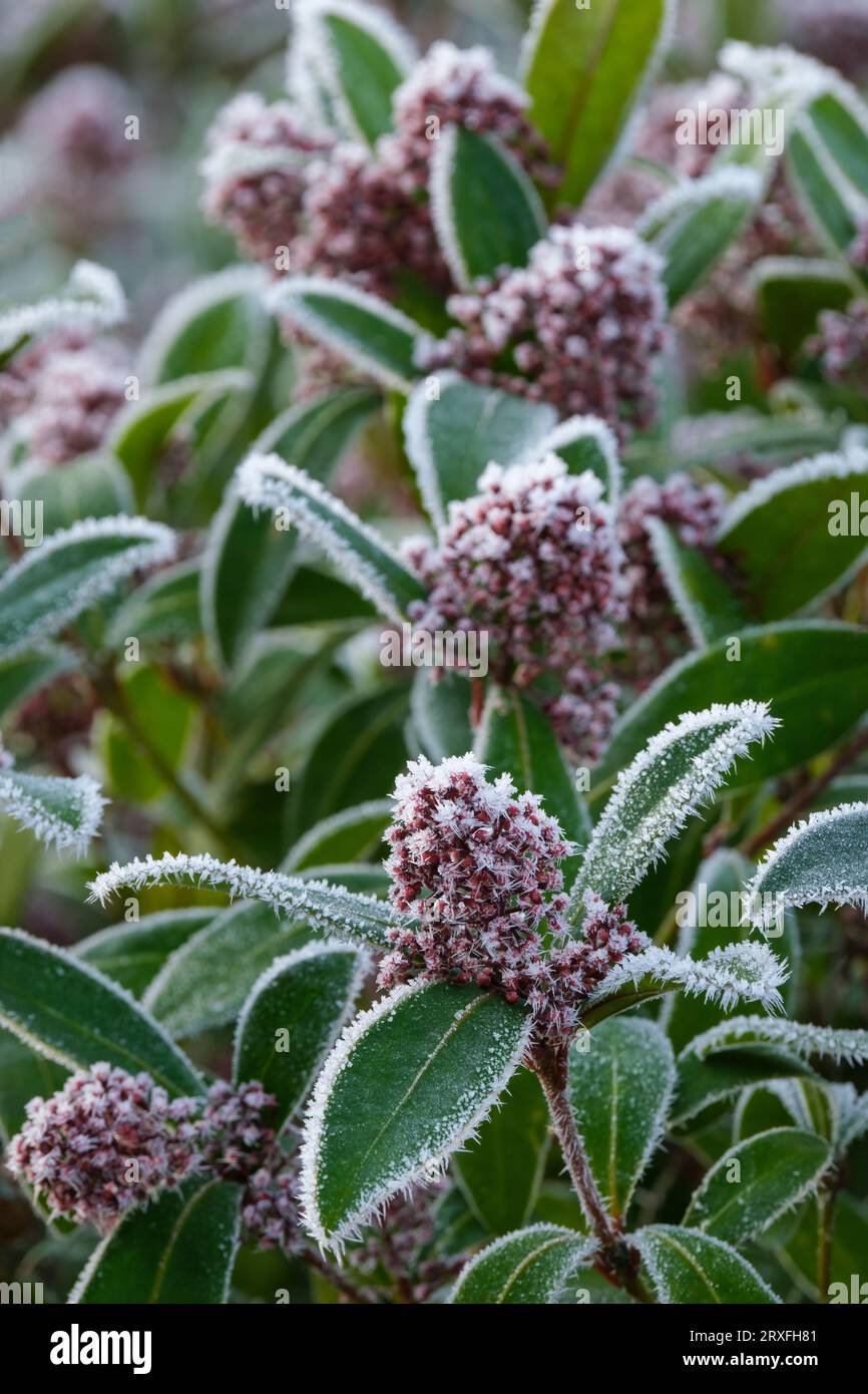 Skimmia japonica Rubella, Skimmia Rubella giapponese, gemme rosse di metà inverno rivestite in cristalli di ghiaccio/ghiaccio Foto Stock