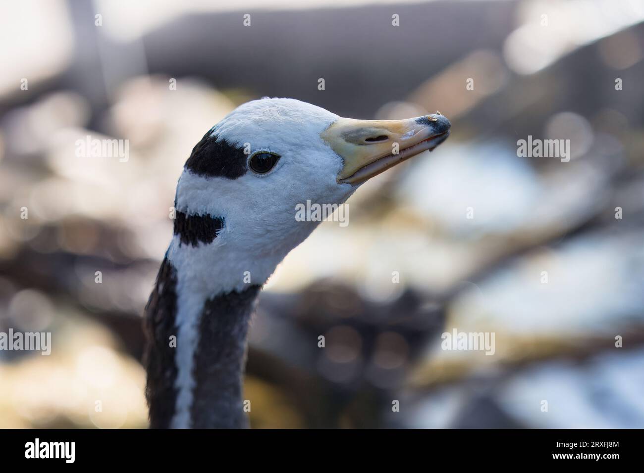 Jardine d'acclimatation, Closeup of the bar-head Goose è un'oca che si riproduce in Asia centrale in colonie di migliaia vicino ai laghi di montagna Foto Stock