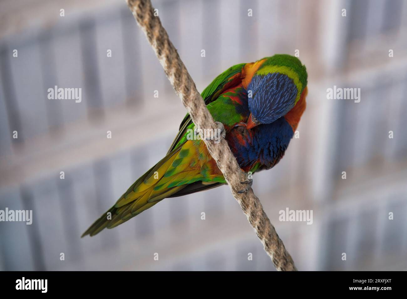 Jardine d'acclimatation, Francia, Rainbow lorikeet, è una specie di pappagallo diffuso in Australia. È comune lungo la costa orientale Foto Stock
