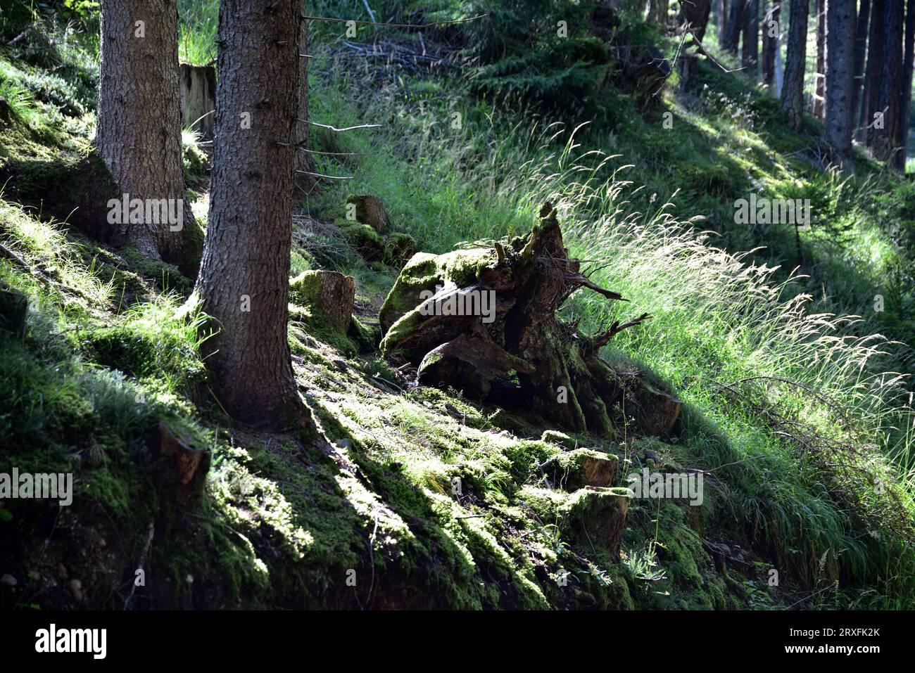 Il variegato mondo del sottobosco dove luce e tempo scolpiscono strane forme Foto Stock
