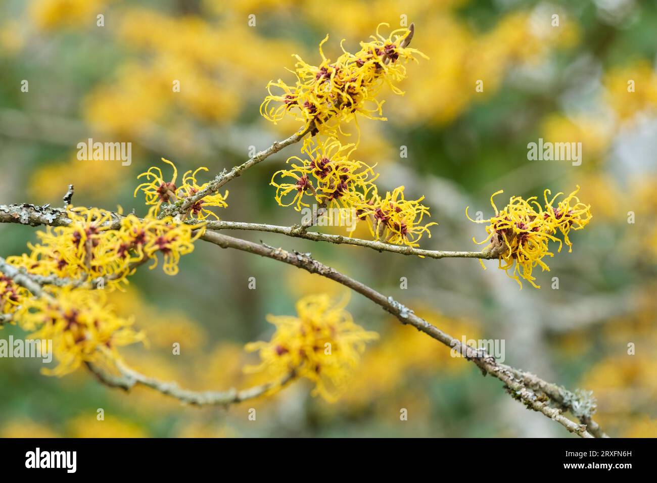 Nocciolo della strega cinese, Hamamelis mollis Nymans, fine gennaio, Strega Hazel, fioritura invernale, fiori gialli Foto Stock