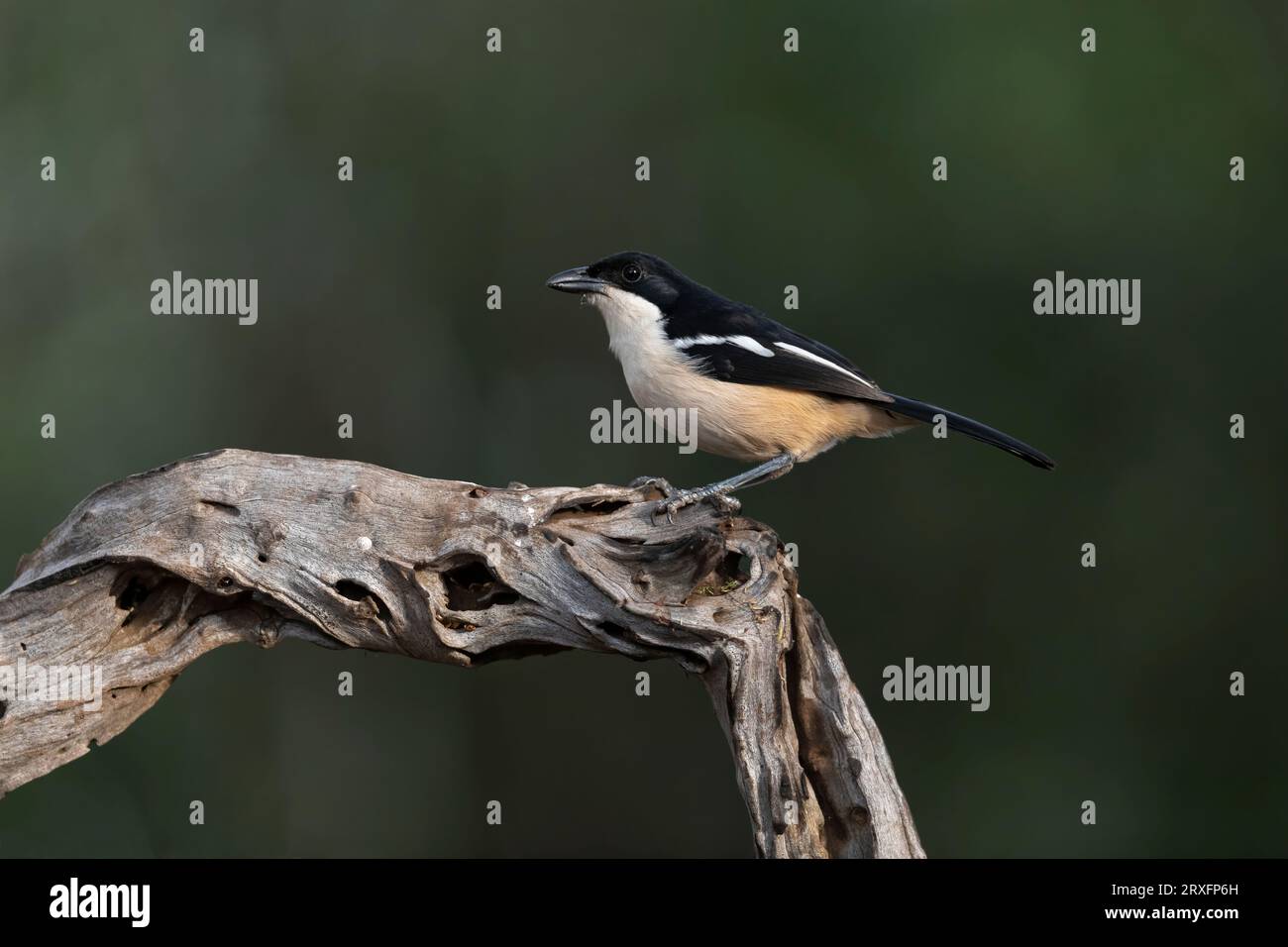 Boubou meridionale (Laniarius ferrugineus), riserva faunistica Zimanga. KwaZulu-Natal, Sudafrica Foto Stock