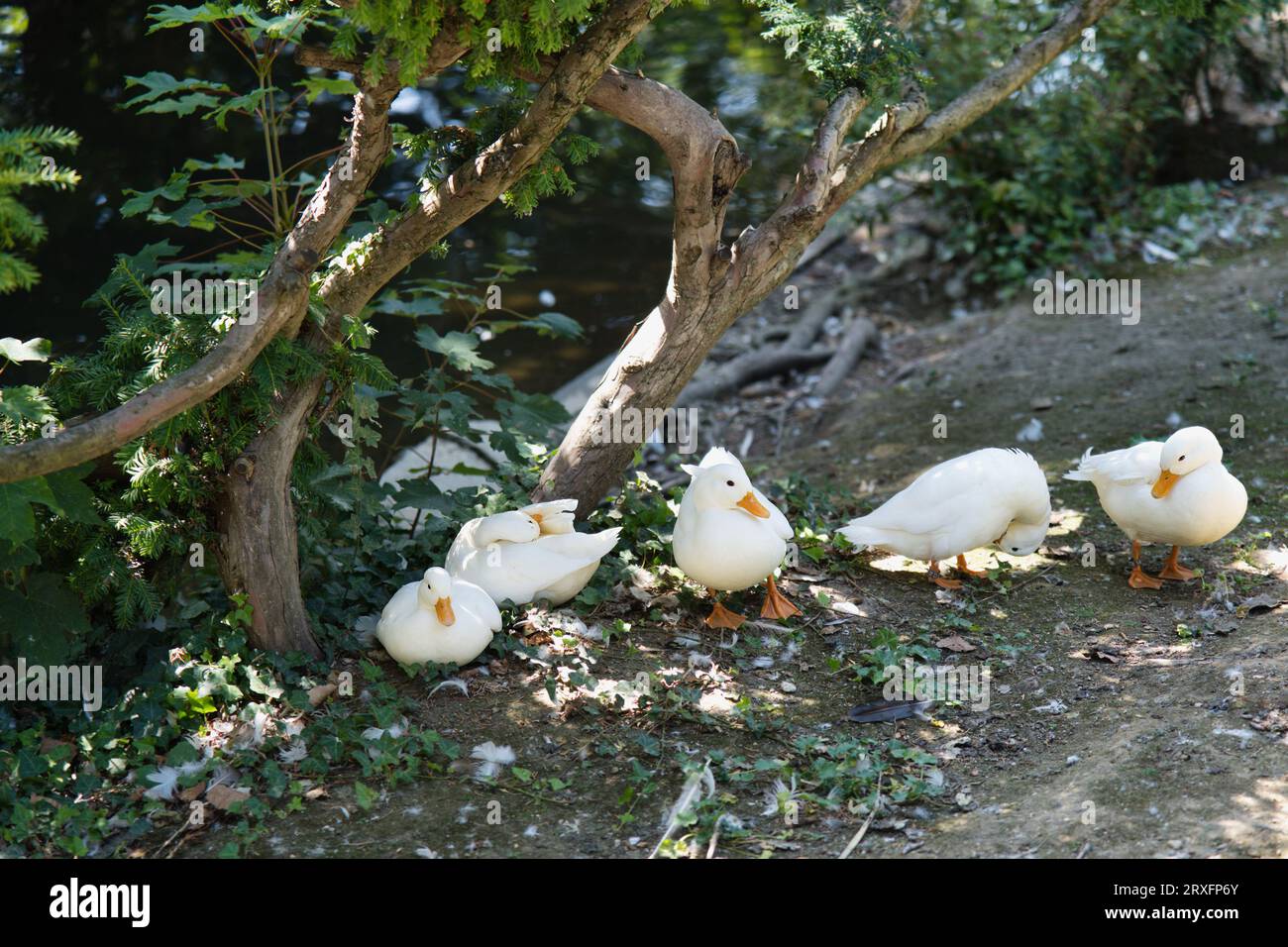 La Pekin o White Pekin è una razza americana di anatra domestica, allevata principalmente per la carne. Deriva da uccelli portati negli Stati Uniti dalla Cina Foto Stock