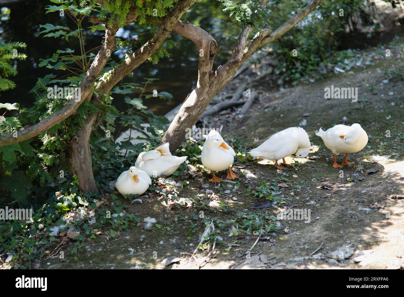 La Pekin o White Pekin è una razza americana di anatra domestica, allevata principalmente per la carne. Deriva da uccelli portati negli Stati Uniti dalla Cina Foto Stock