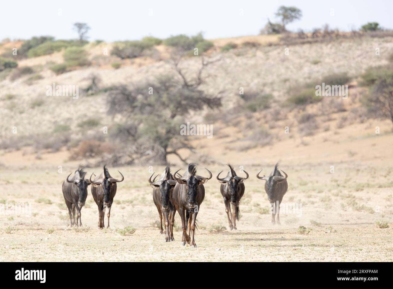 Blue wildebeest (Connochaetes taurinus), Kgalagadi transfrontier Park, Capo Settentrionale, Sudafrica Foto Stock