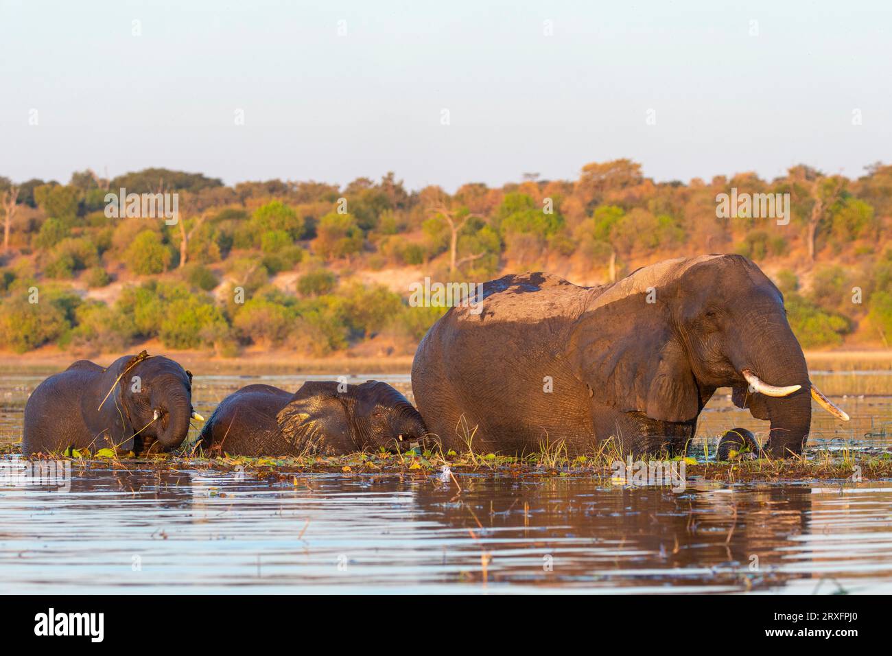 Elefanti africani (Loxodonta africana) che attraversano il fiume, parco nazionale Chobe, Botswana Foto Stock