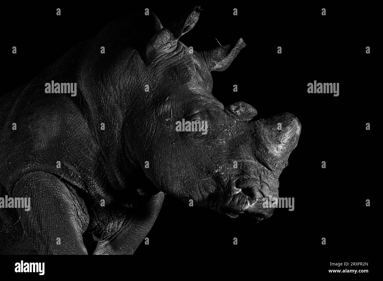 Rinoceronte bianco decorato (Ceratotherium simum), riserva di caccia Zimanga, KwaZulu-Natal, Sudafrica Foto Stock