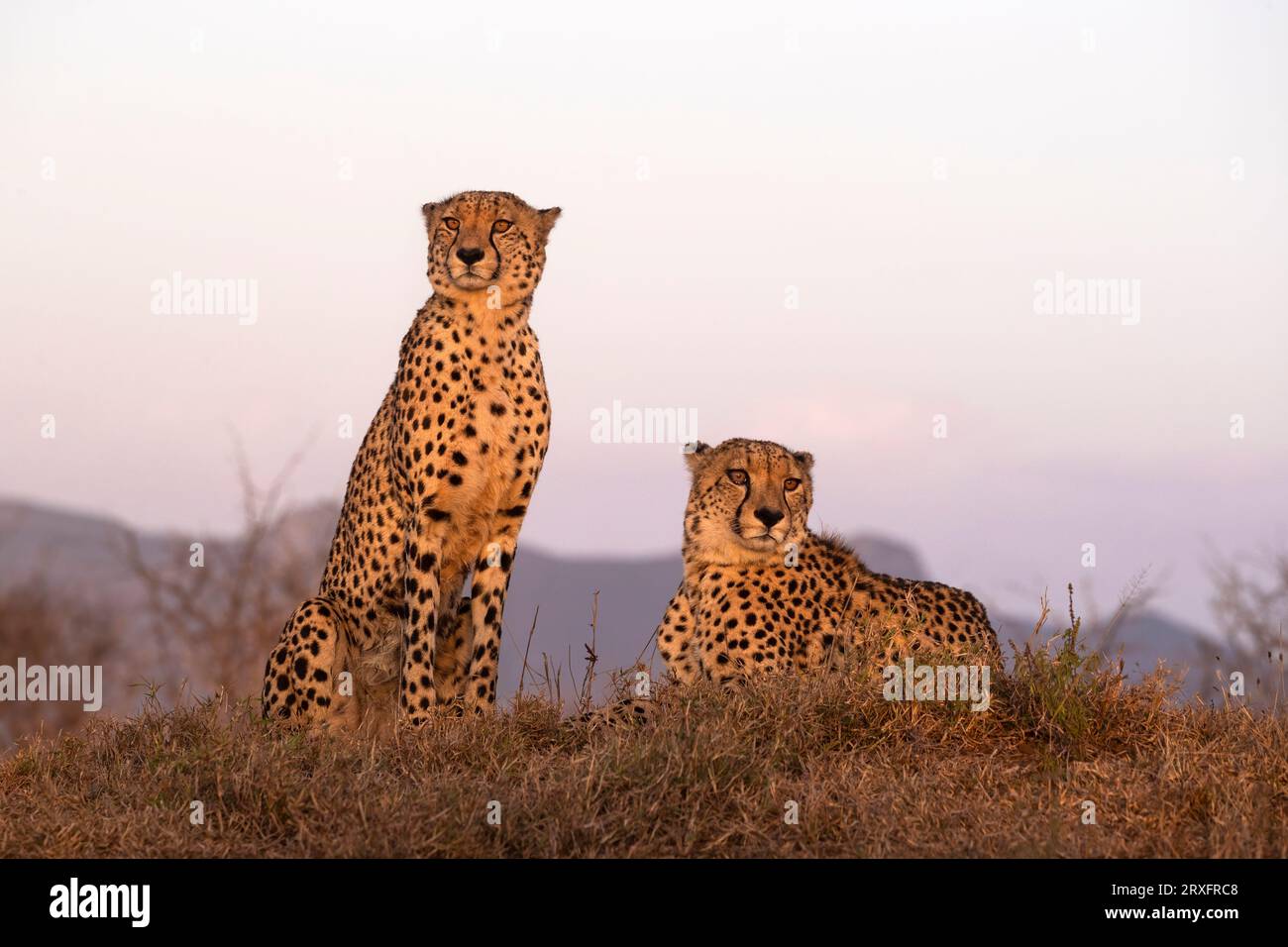 Fratelli Cheetah (Acinonyx jubatus). Zimanga riserva di caccia privata, KwaZulu-Natal, Sudafrica Foto Stock