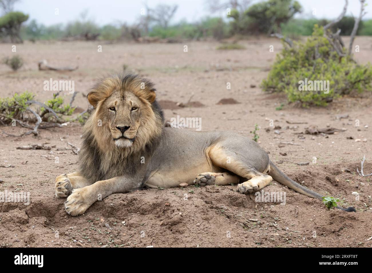 Lion (Panthera leo), riserva di caccia Mashatu, Botswana Foto Stock