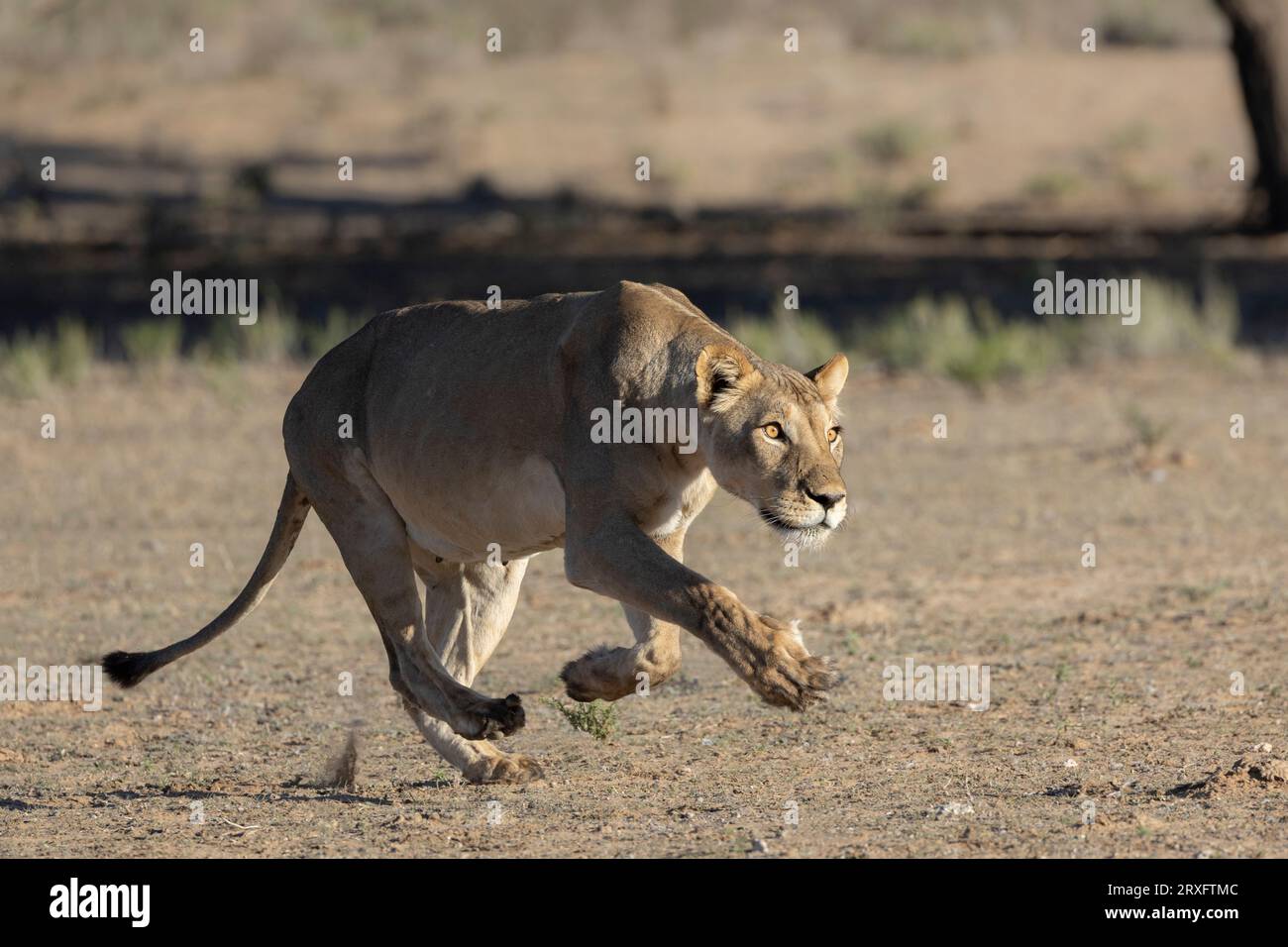 Lioness (Panthera leo) che si stalking, Kgalagadi parco transfrontaliero, Capo Settentrionale, Sudafrica Foto Stock