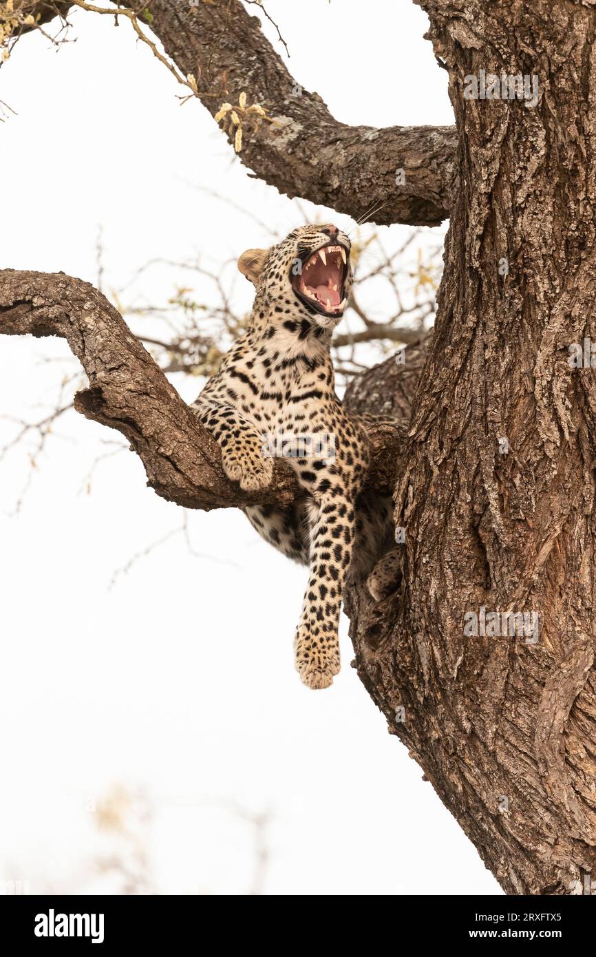 Leopardo (Panthera pardus) sbadiglio, Zimanga riserva privata di caccia, KwaZulu-Natal, Sudafrica Foto Stock