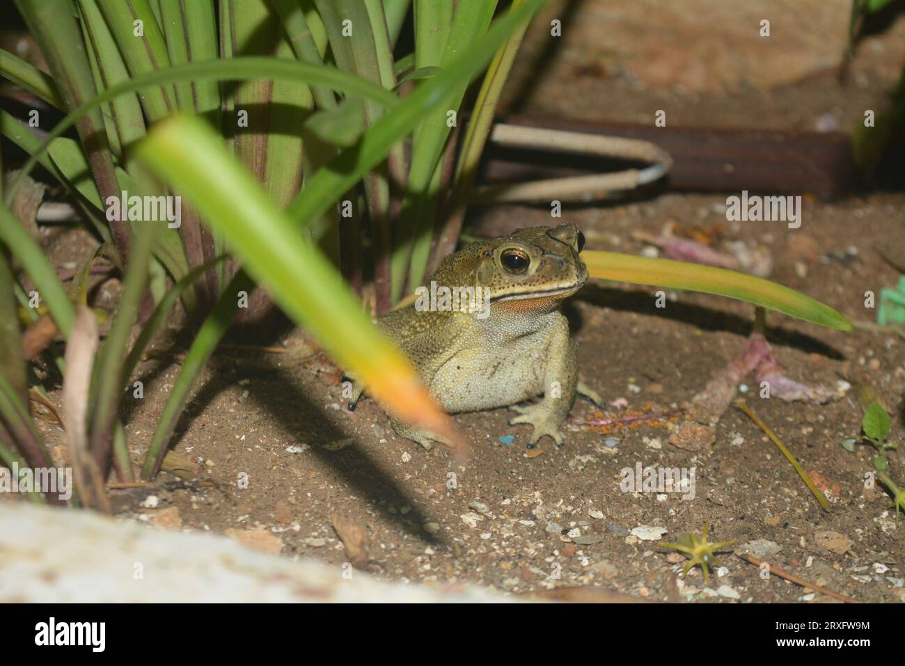 la fotografia di vita selvaggia, gli insetti, gli animali e la natura nuvolosa sono bellissimi e non temono nulla. la sua bella giornata è un buon giorno. rimani concentrato sulla tua passione Foto Stock