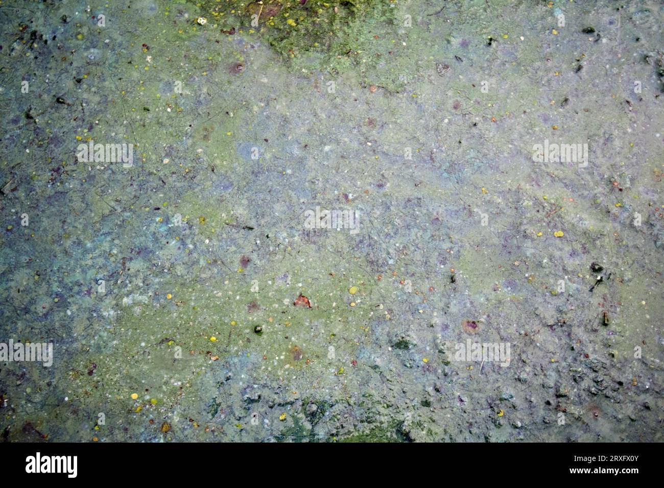 Focolaio di alghe verdi blu sul Lough Neagh Irlanda del Nord Regno Unito Foto Stock