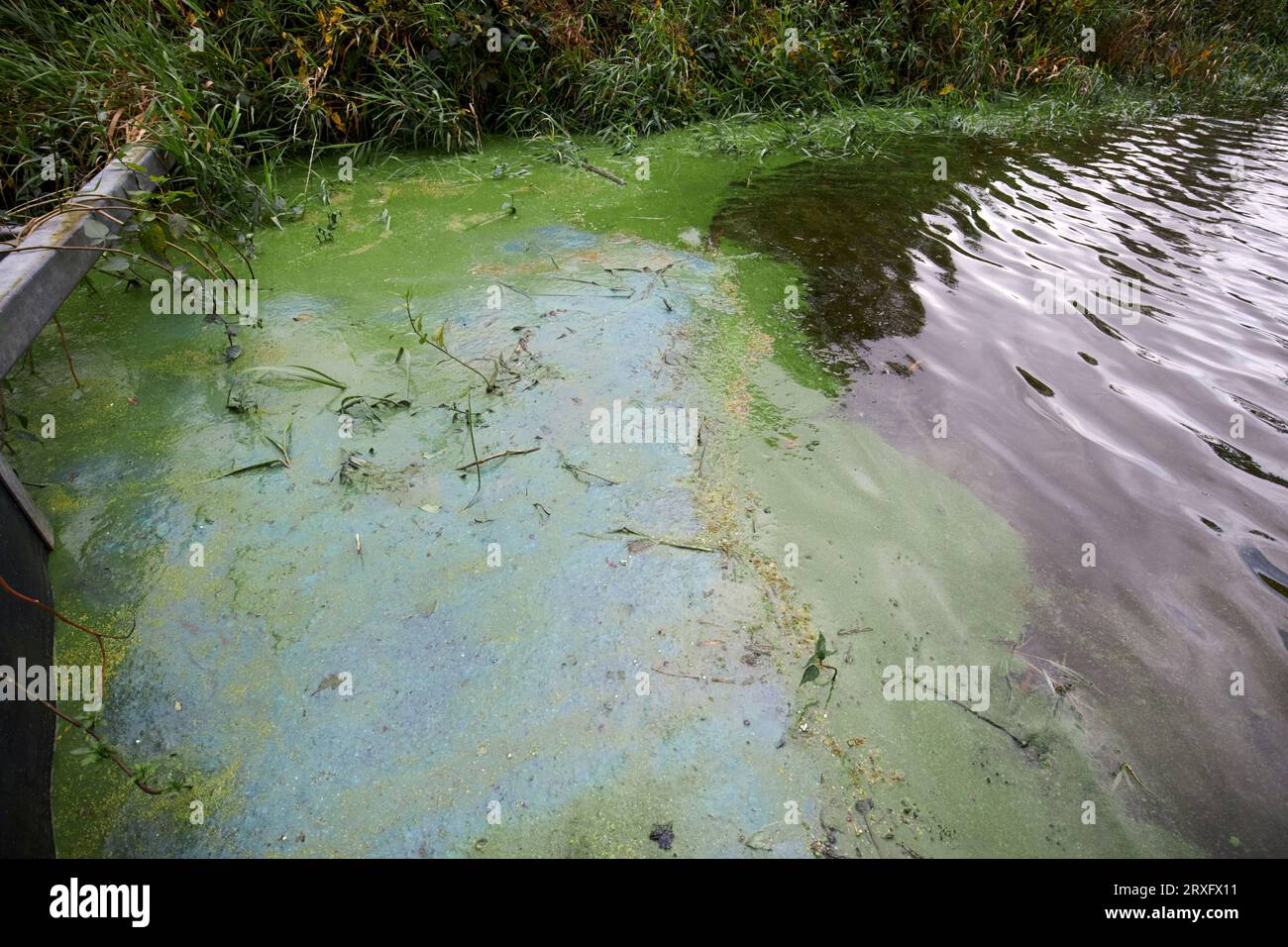 Focolaio di alghe verdi blu sulla costa del Lough Neagh presso il canale toome Irlanda del Nord Regno Unito Foto Stock