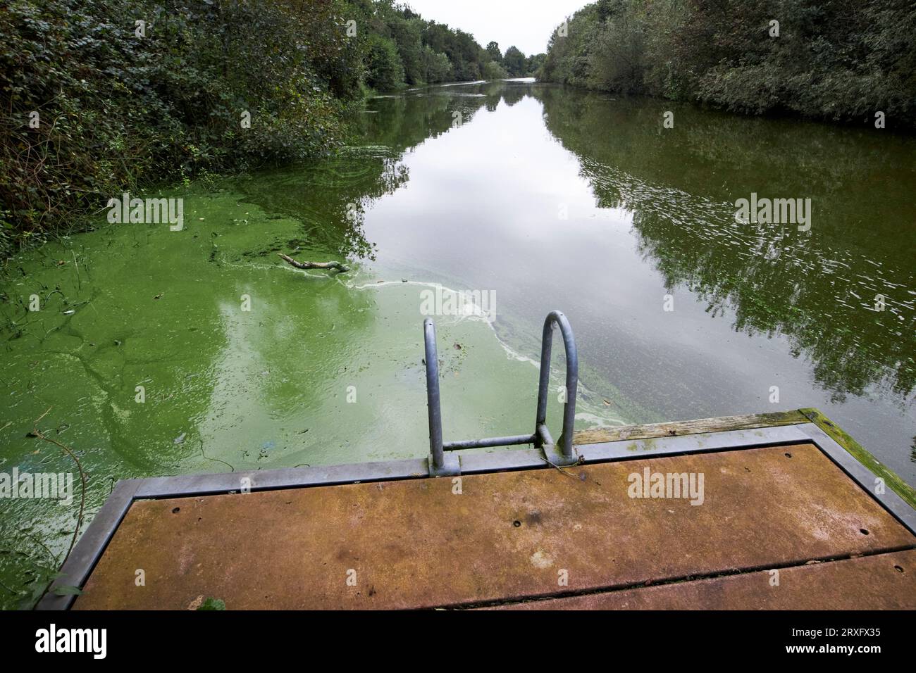 Focolaio di alghe verdi blu presso il punto di accesso all'acqua nel canale toome sul Lough Neagh Irlanda del Nord Regno Unito Foto Stock