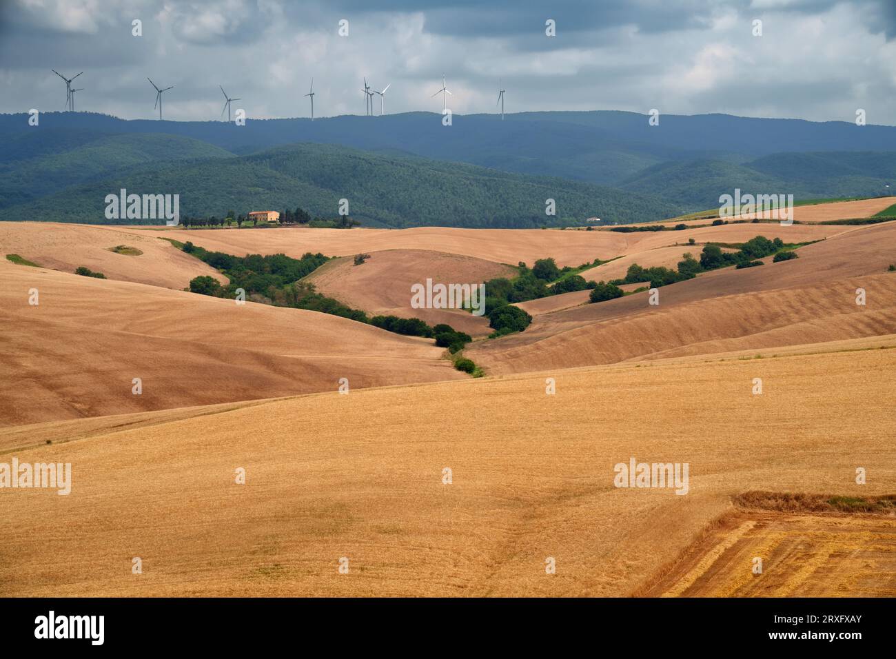 Paesaggio rurale sulle colline di Orciano Pisano, provincia di Pisa, Toscana, Italia d'estate Foto Stock