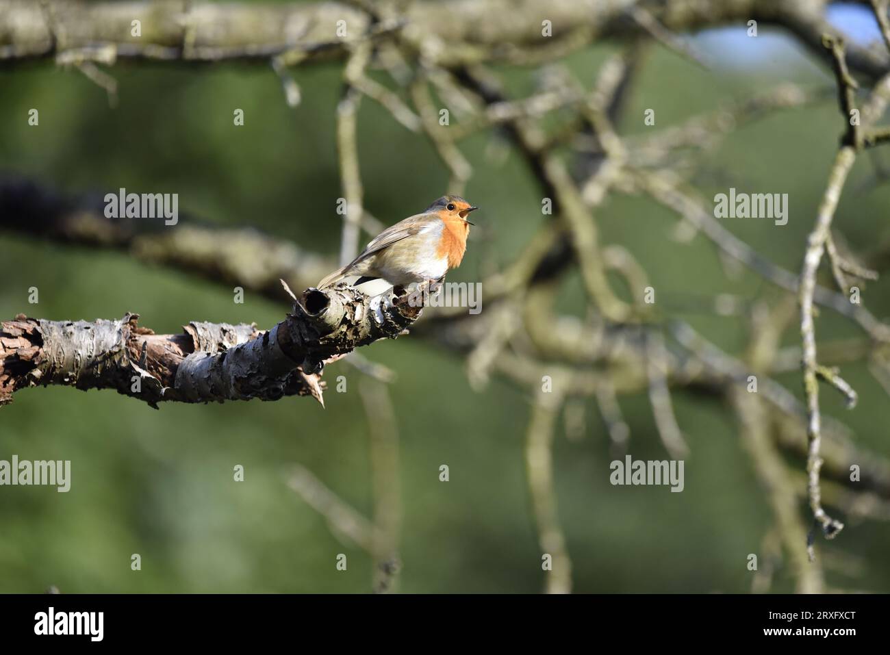 European Robin (erithacus rubecula) Singing from the End of a Decayed Branch to Left of Image, Against a Sunny Green background, preso nel Regno Unito Foto Stock