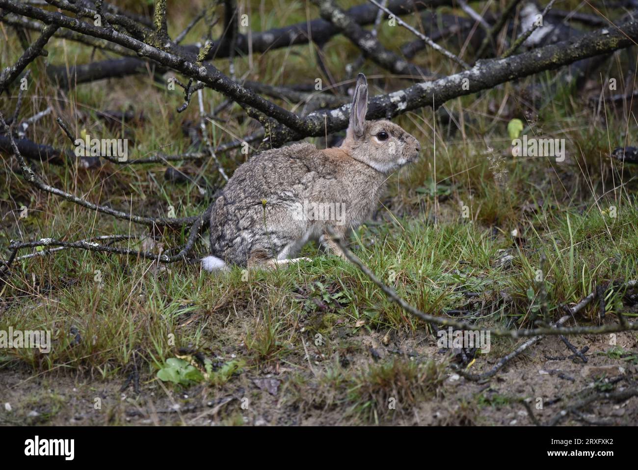 Coniglio selvatico (Oryctolagus cuniculus) per adulti di corporatura robusta seduto a profilo destro, orecchie in alto, sul pavimento del bosco nella campagna del Galles centrale, preso nel Regno Unito Foto Stock