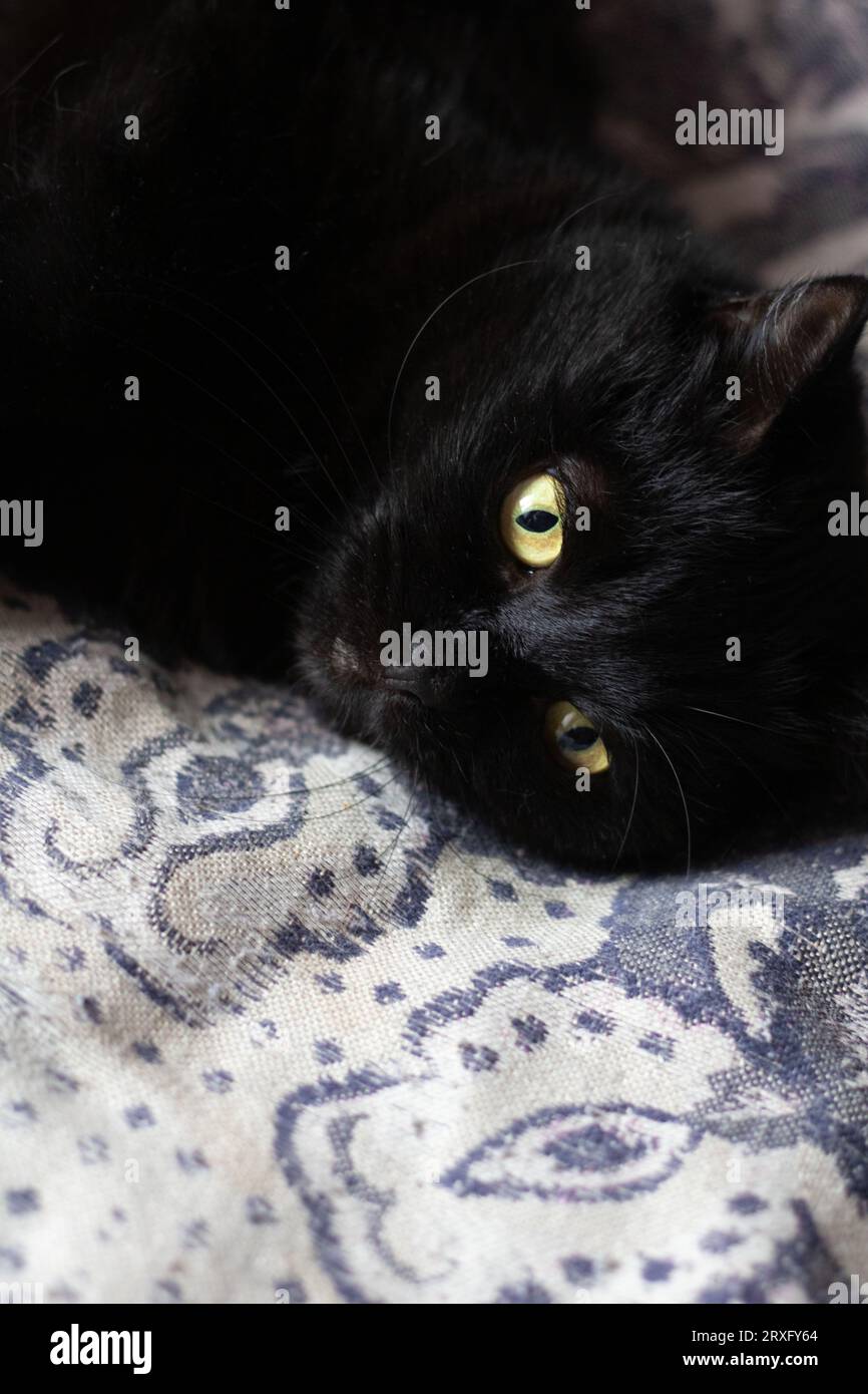 foto di un gatto nero domestico sdraiato sul divano Foto Stock