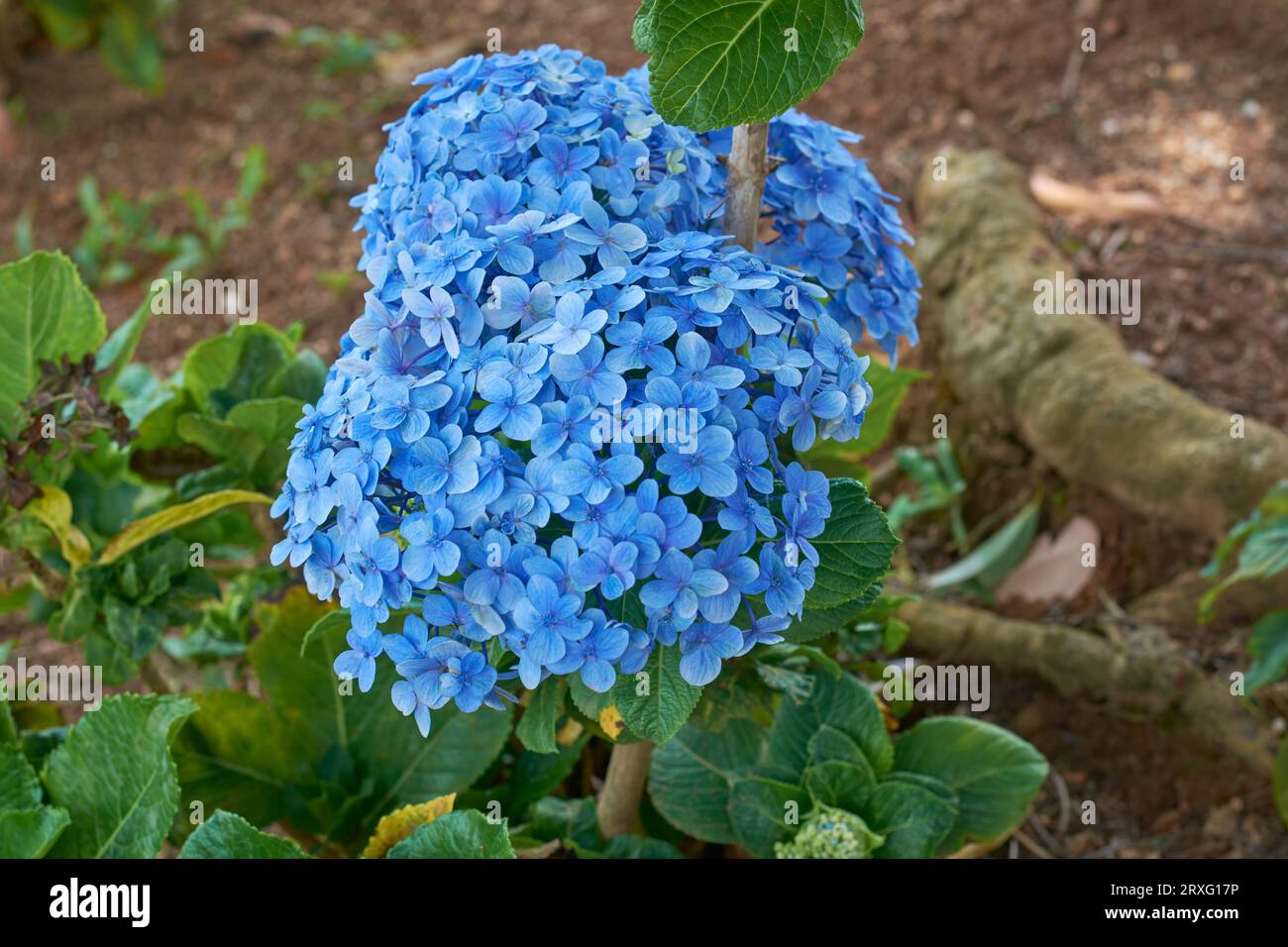 fiori di ortensia di colore blu nel giardino, ortensia macrophylla, piante ornamentali più popolari da giardino con grande testa o grappolo di fiori Foto Stock