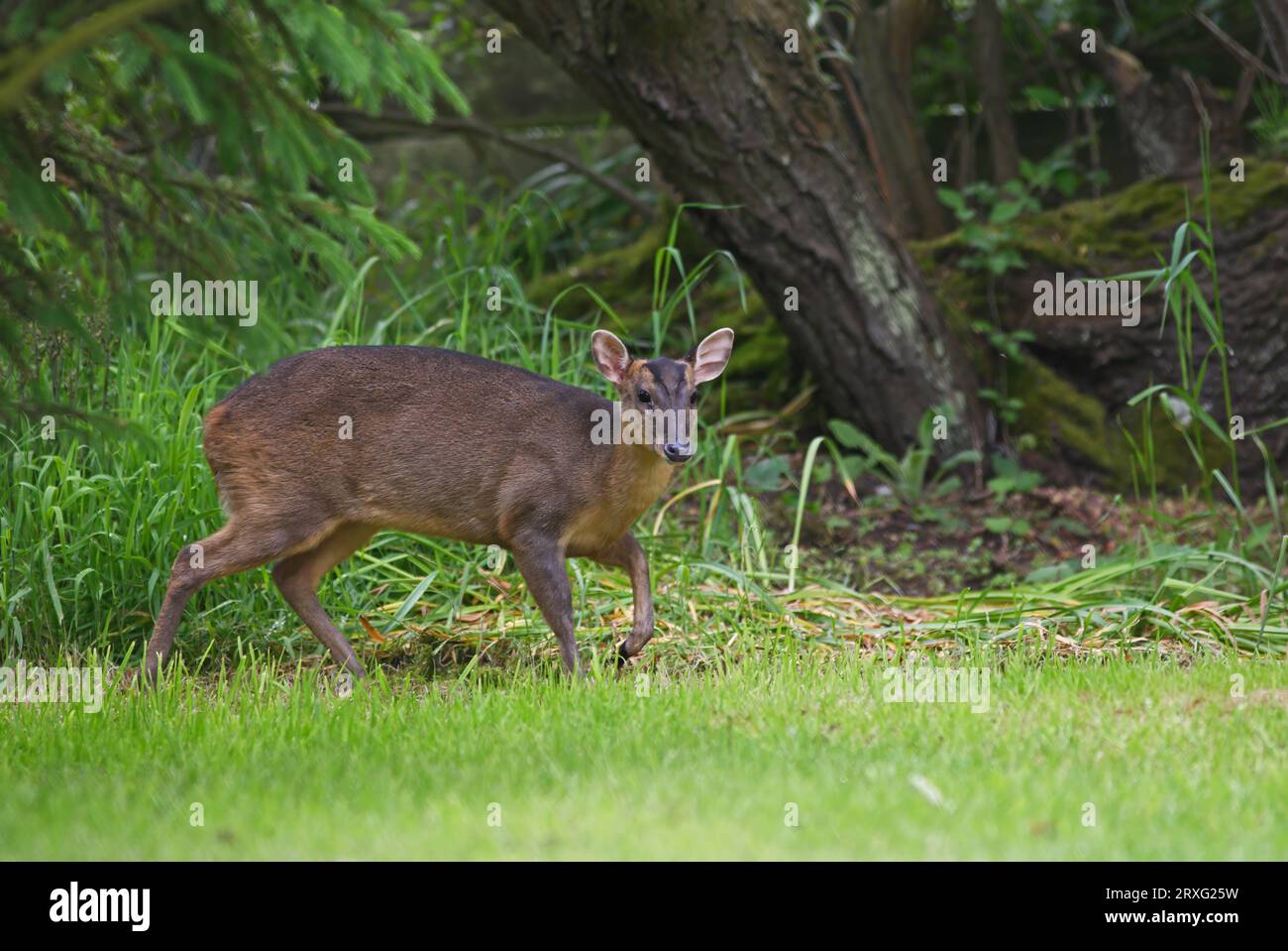 Reeves' Muntjac (Muntiacus reevesi) femmina adulta sul bordo del bosco Eccles-on-Sea, Norfolk, Regno Unito. Luglio Foto Stock