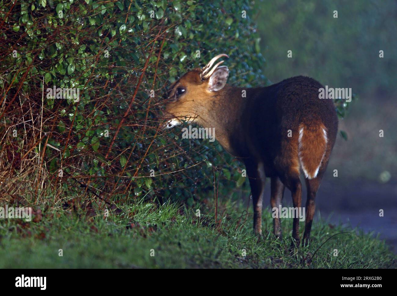 Reeves' Muntjac (Muntiacus reevesi) adulto maschio che naviga su nebbia Morning Norfolk, Regno Unito. Gennaio Foto Stock