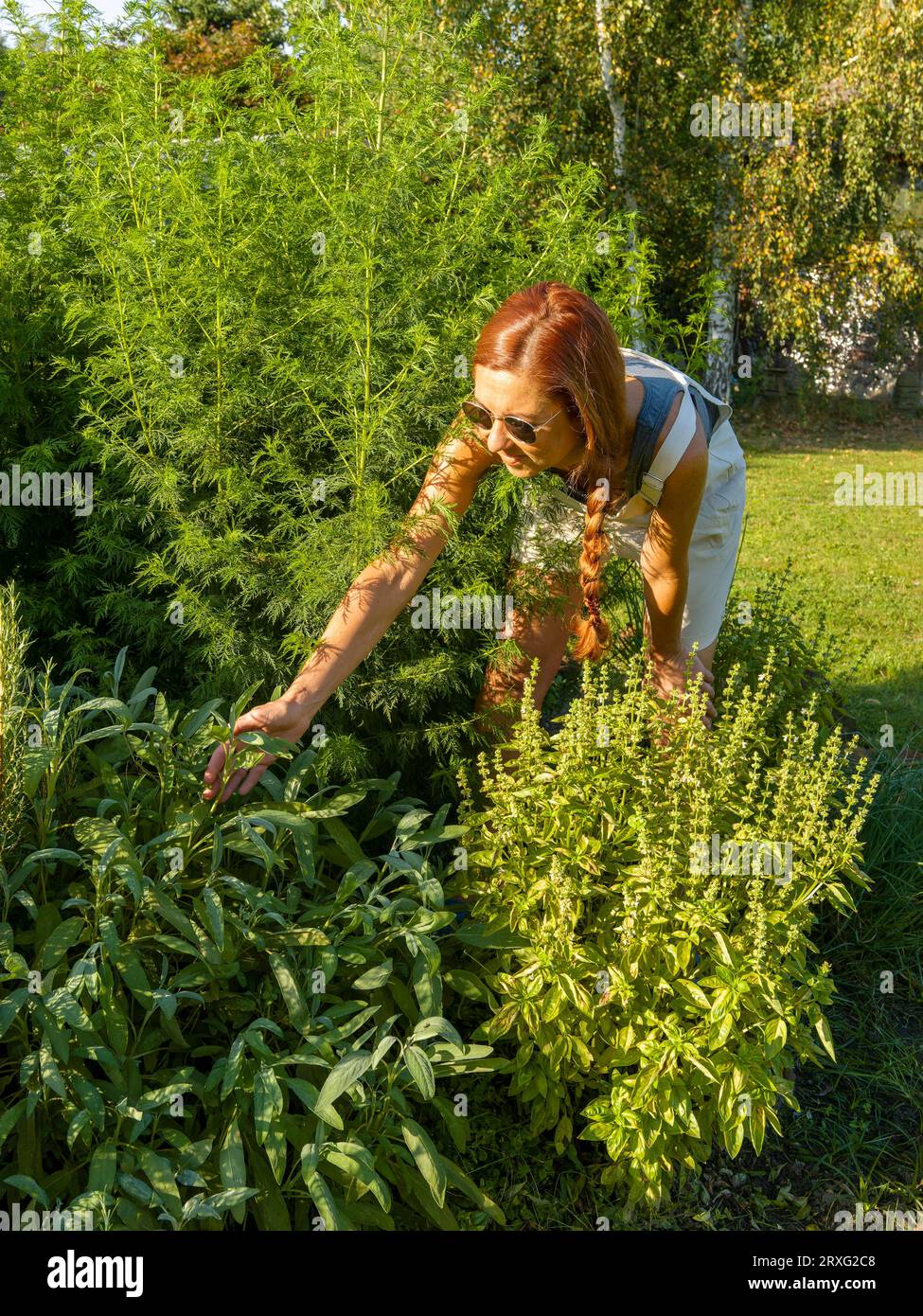 Donna in letto alle erbe, erbe medicinali in giardino, giardinaggio in giardino alle erbe Foto Stock