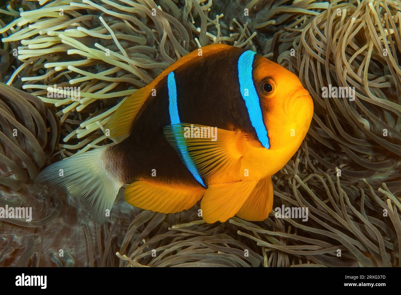 Primo piano del comportamento simbiotico simbiosi del pesce anemone pinna arancione (Amphiprion chrysopterus) con anemone sebae (Heteractis crispa), Oceano Pacifico Foto Stock