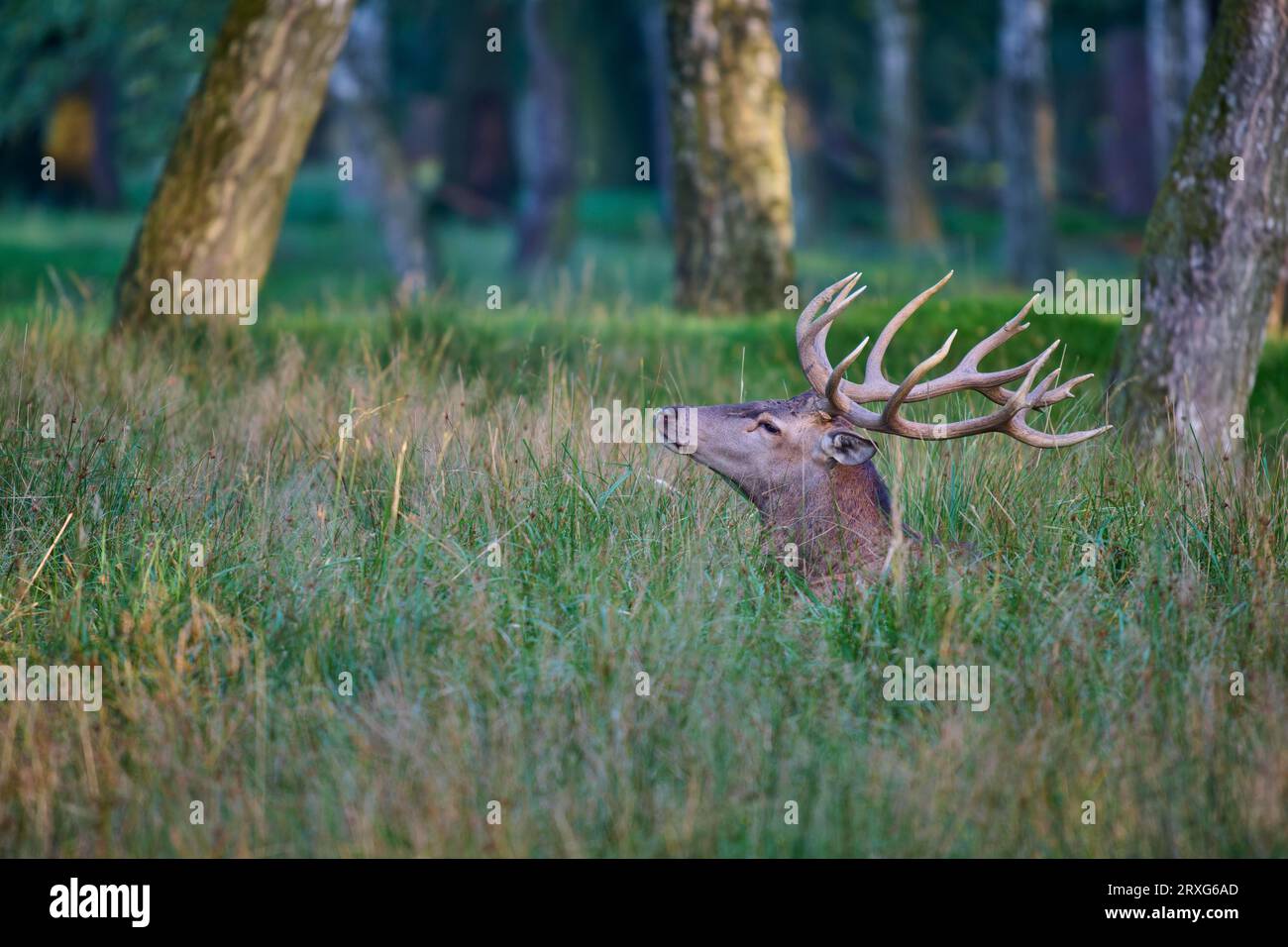 Cervo rosso europeo (Cervus elaphus), adagiato su un'erba alta, in Germania Foto Stock