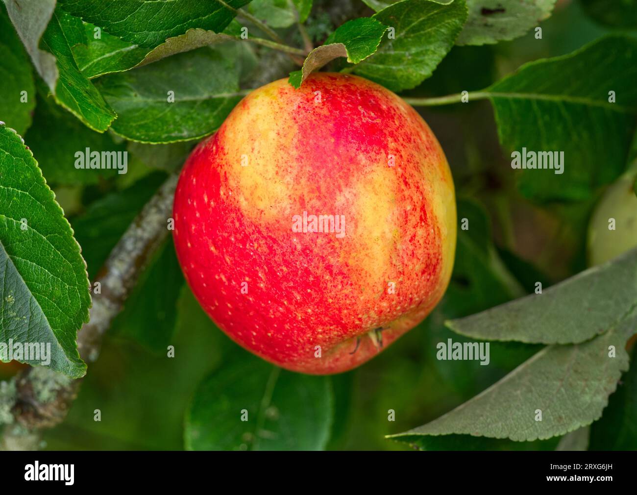 Le mele sulla struttura ad albero Foto Stock