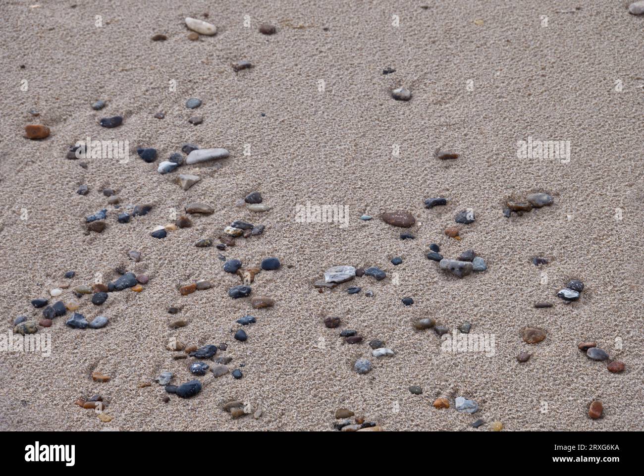 Pietre nella sabbia sulla spiaggia, Henne Strand, Danimarca Foto Stock