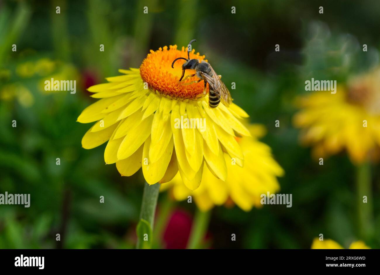 Api sudore (HALICTUS SCABIOSAE) su un fiore eterno (Helichrysum) Foto Stock