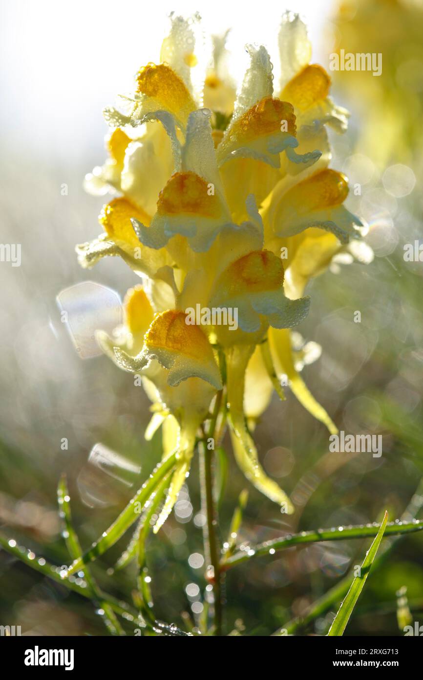 Toadflax comune (Linaria vulgaris), Toadflax comune, piccolo snapdragon retroilluminato con gocce di rugiada, riserva della biosfera dell'Elba centrale, Sassonia-Anhalt Foto Stock