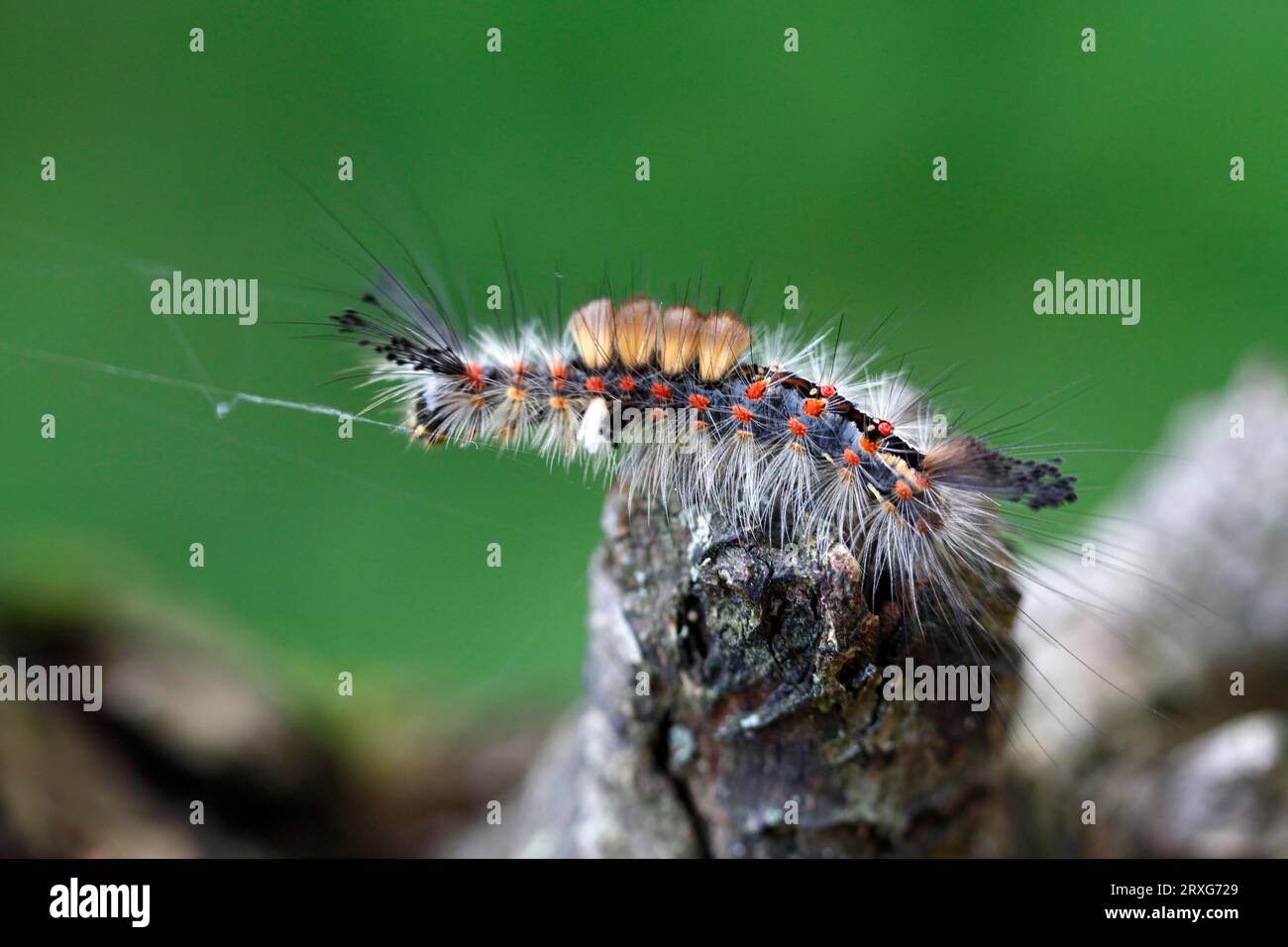 Falena a pennello di Blackthorn (Orgyia antiqua), falena di Blackthorn, piccola falena a pennello, bruco, riserva della biosfera dell'Elba centrale, Sassonia-Anhalt, Germania Foto Stock