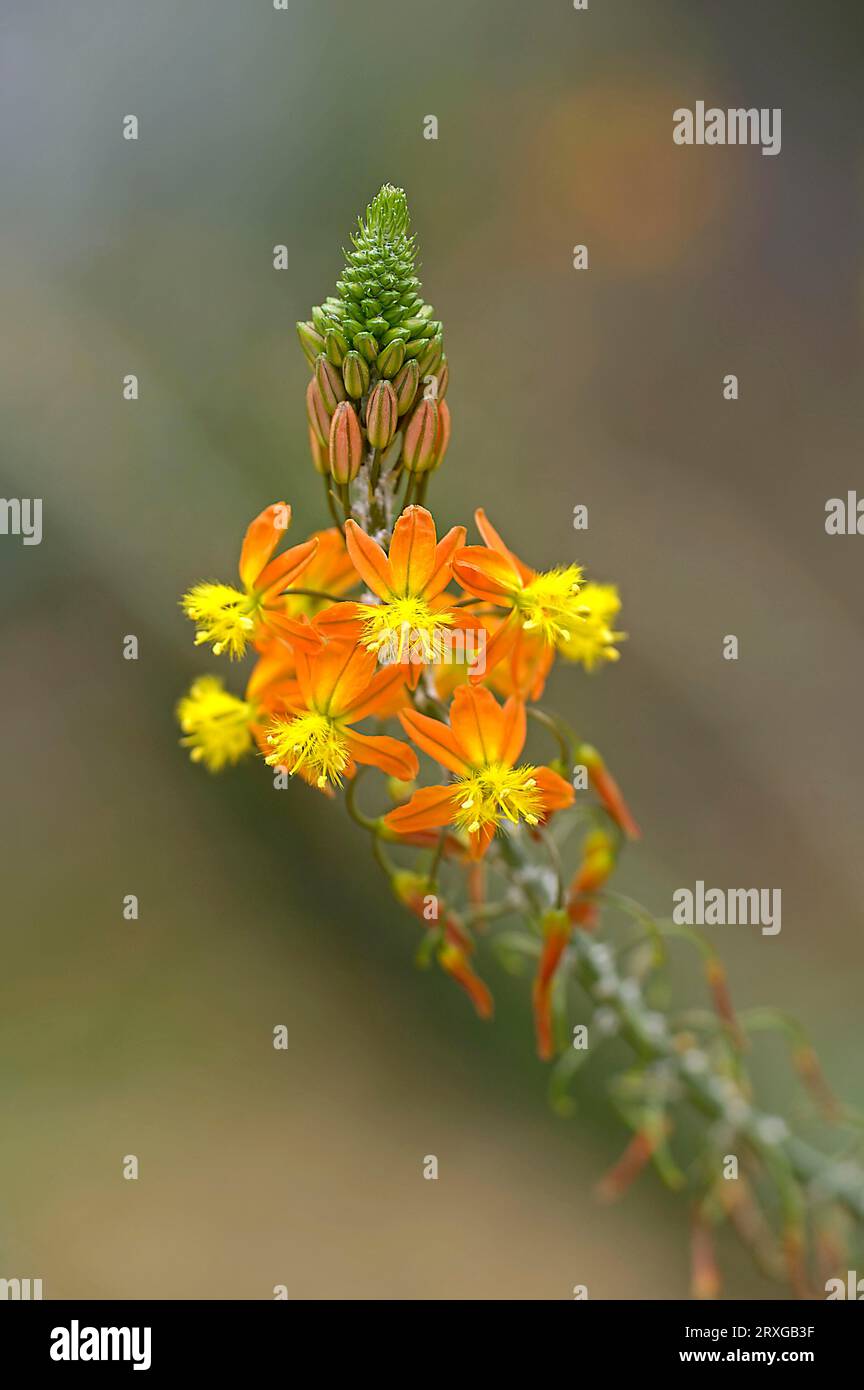 Bulbina africana gialla, Kenya (Bulbine frutescens) Foto Stock