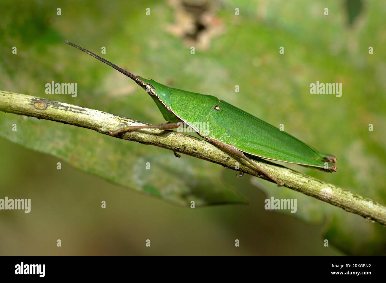 Grasshopper a corna corta (Caelifera), Khao Yai National Park, Thailandia, Kurzfuehlerschrecke, Khao Yai Nationalpark, Thailandia, Kurzfuehlerschrecke Foto Stock