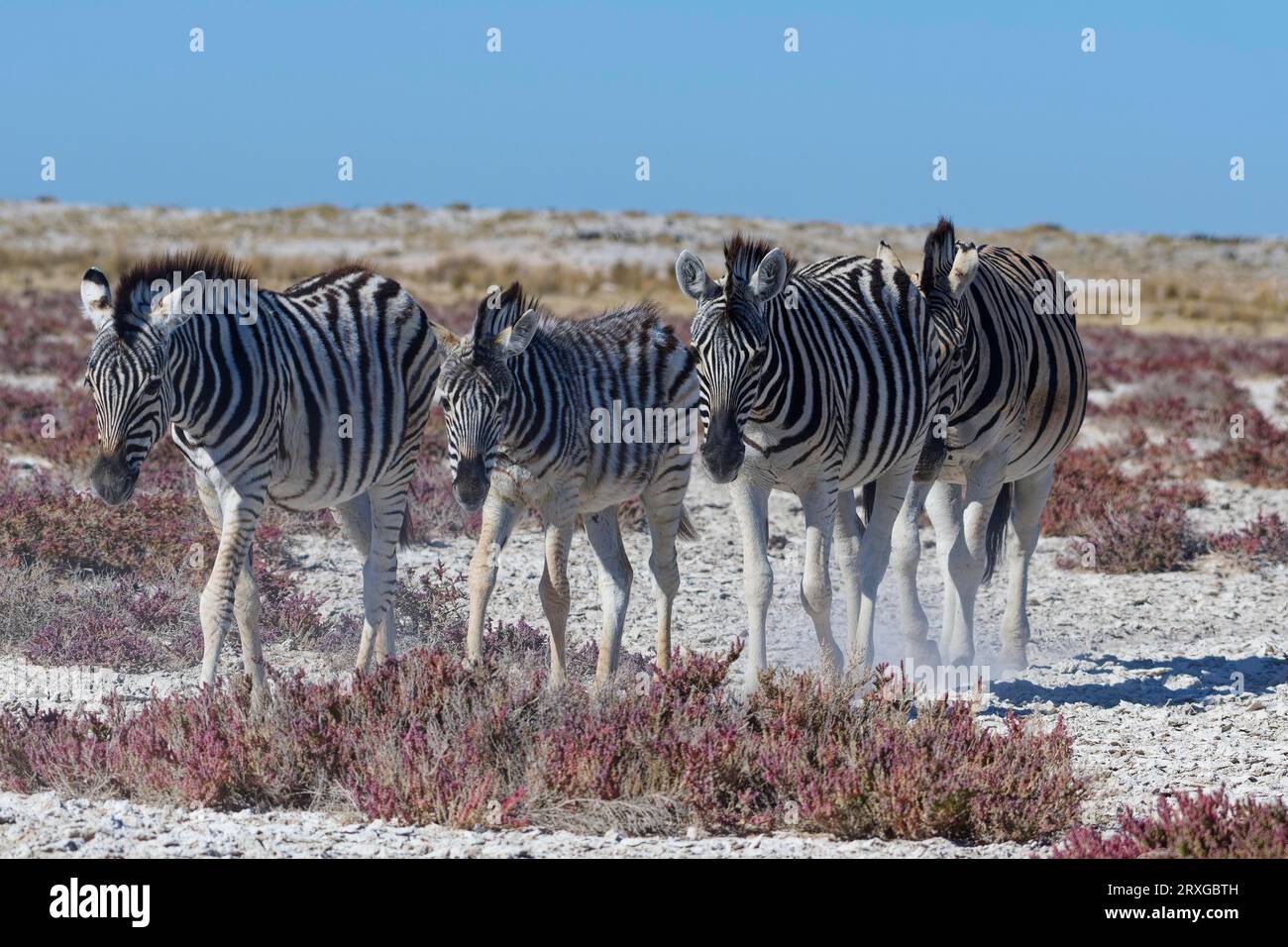 Zebre di Burchell (Equus quagga burchellii), branco, gruppo di zebre con adulti che camminano di fila, uno dietro l'altro, Parco Nazionale di Etosha, Nami Foto Stock