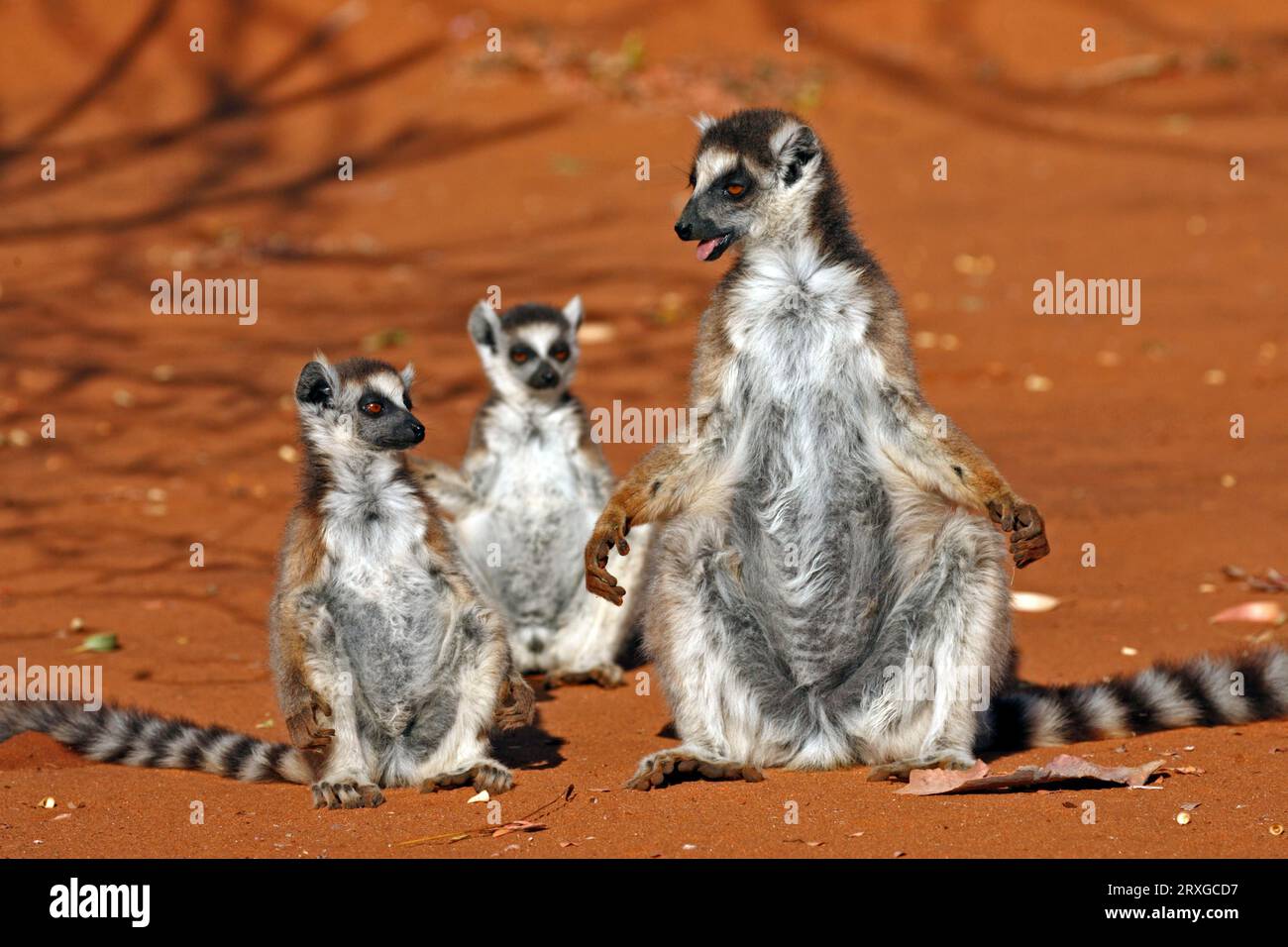 Lemure dalla coda ad anello (Lemur catta), femmina con giovani, solarium, riserva privata Berenty, Madagascar Foto Stock